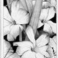 PurpleIcing Cake Central Cake Decorator Profile