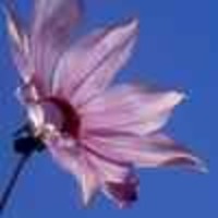 Liza_Lee Cake Central Cake Decorator Profile