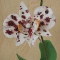 Cake Decorator RoadrunnerGER