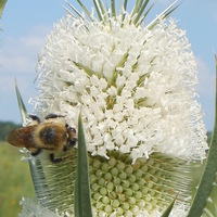 Cake Decorator mariafun