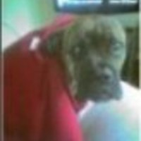 briew Cake Central Cake Decorator Profile