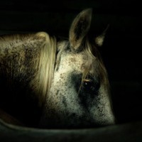 Cake Decorator Watson