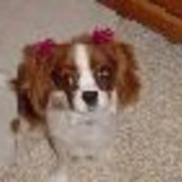 Lora-Ann Cake Central Cake Decorator Profile