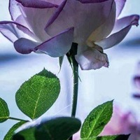 cherlie694 Cake Central Cake Decorator Profile