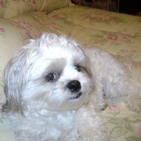 teabag22 Cake Central Cake Decorator Profile