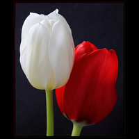 Cake Decorator lourdes77