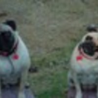 Cake Decorator Candy120