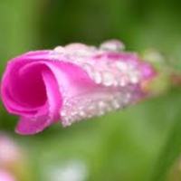 Cake Decorator bakersmurf