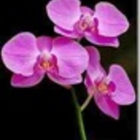 Cake Decorator ccordes