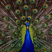 Kakeesha Cake Central Cake Decorator Profile