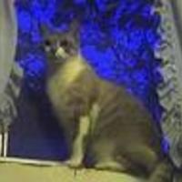 Cake Decorator sunkist0955