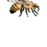 Beecharmer Cake Central Cake Decorator Profile