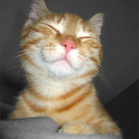 Cake Decorator Hoerne