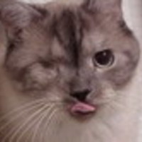 Cake Decorator drwendy