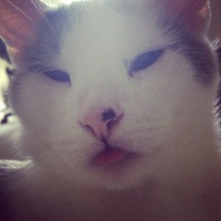 jesuisloup Cake Central Cake Decorator Profile