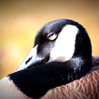 Cake Decorator LadyShatana