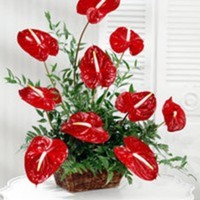 Cake Decorator christinapp