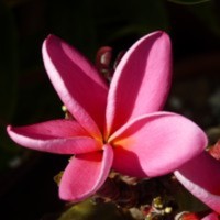 Cake Decorator JaneteB