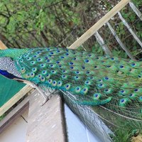 Cake Decorator edeweese