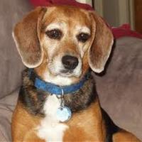 Cake Decorator lizziebridge