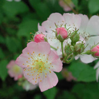 Cake Decorator Katesacakin