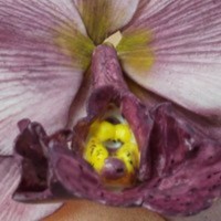 Cake Decorator wc_87