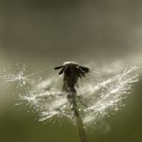 Cake Decorator Simplicity