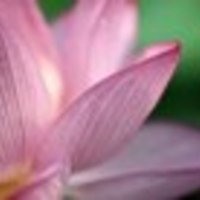 Cake Decorator devas