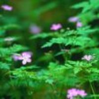 Cake Decorator anotherslice