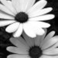 Cake Decorator brandywinecakes