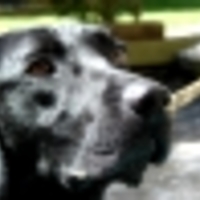 Cake Decorator missflip