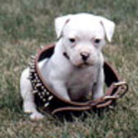 Cake Decorator BarbRaz