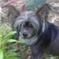 Cake Decorator gumdrop