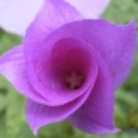 Cake Decorator kimberlina25