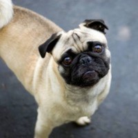 Cake Decorator kelskakes