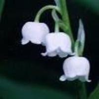 CKKakes Cake Central Cake Decorator Profile