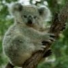 koalabear Cake Central Cake Decorator Profile