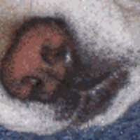 Cake Decorator Raisen