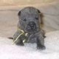 agagnier Cake Central Cake Decorator Profile