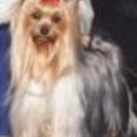 Cake Decorator Yorkiemum