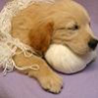 Cake Decorator ccscreations