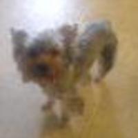 Cake Decorator Confectionary2