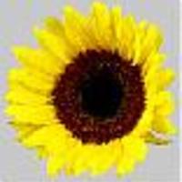 sunsweet04 Cake Central Cake Decorator Profile