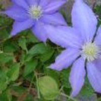 Cake Decorator tastyart