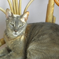 Cake Decorator mollineau