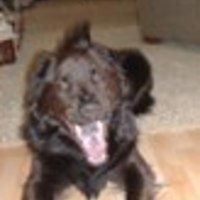 dinkadoo Cake Central Cake Decorator Profile