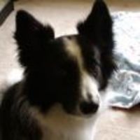 Cake Decorator laurafromtx