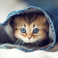 littlegreywitch Cake Central Cake Decorator Profile