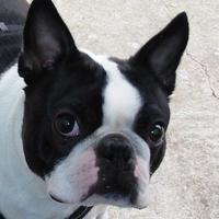 Cake Decorator vicky60524