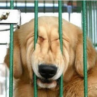 Cake Decorator DoubleO